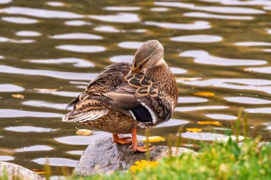 Female mallard duck (Anas platyrhynchos) cleaning its feathers at a pond