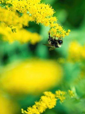 Bumblebee (Bombus) foraging on a yellow flower, in front of a green background