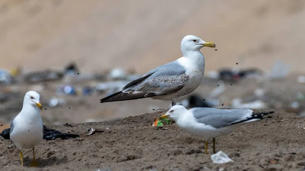 Ringa (Larus argentatus) ve halka gagalı (Larus delawarensis) martıları, birkaç uçan böceğin bulunduğu bir çöp sahasına atılır.