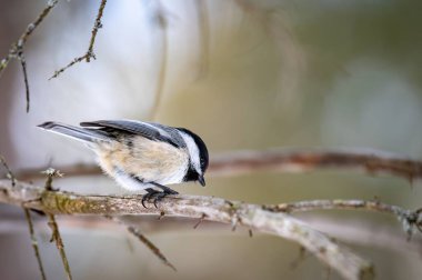 Siyah başlıklı chikadee (Poecile atricapillus) eski bir ağaç dalına tünemiş ve aşağı bakıyordu