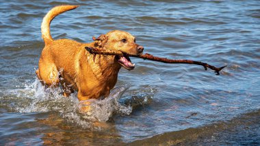 Köpekler uzun sopa getirir ve suda koşarlar, yaz sahnesi.