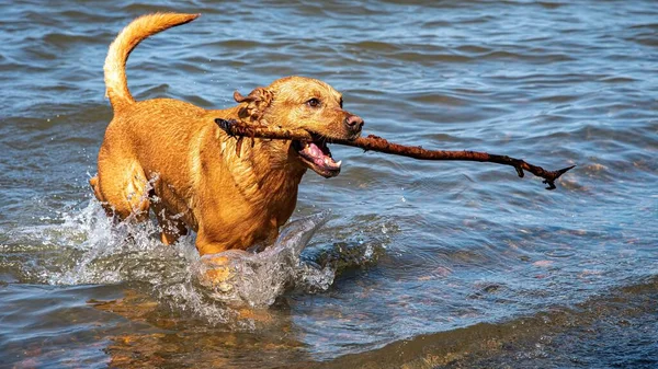 Hond Halen Lange Stok Lopen Door Het Water Zomer Scene — Stockfoto