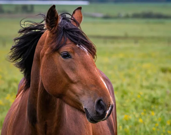 Retrato Próximo Perfil Cavalo Letão Latvijas Zirgs Com Crina Batendo — Fotografia de Stock