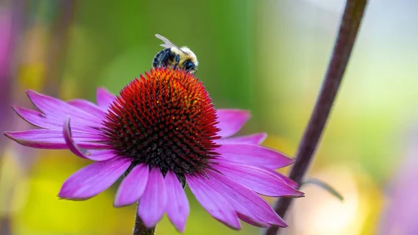 Mor bir echinacea coneflower (Echinacea purpurea)