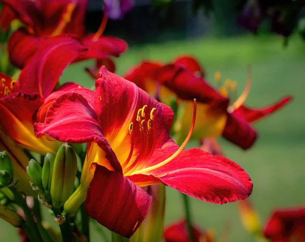 Крупним Планом Квітка Червоної Лілії Hemocalis Crimson Pirate Сонячний День — стокове фото