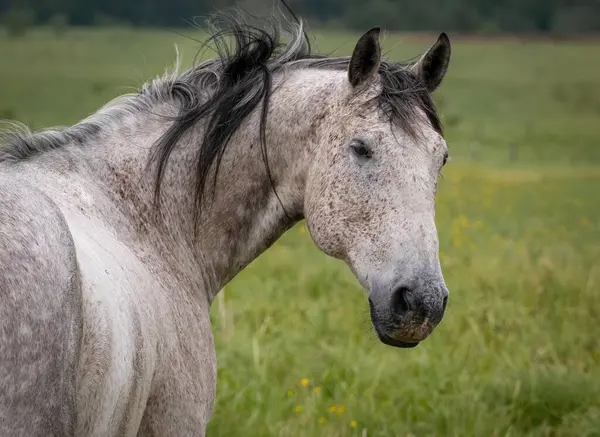 Yeşil bir tarladaki Appaloosa atı portresi.