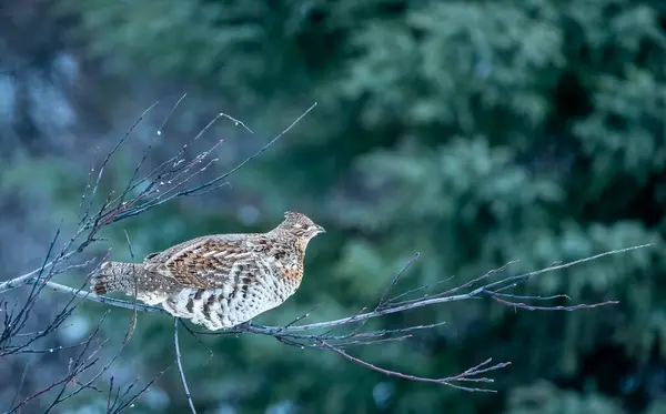 Dişi yakutlu orman tavuğu (Bonasa umbellus) sonbaharda ormanda küçük bir dala tünedi.