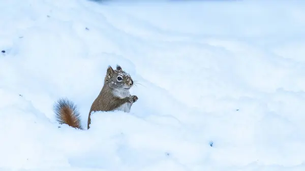 Amerikan kırmızı sincabı (Tamiasciurus hudsonicus) kafasında kar taneleriyle karda oturuyor.