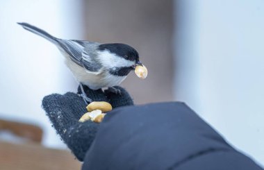 Siyah başlıklı tavuk (Poecile atricapillus) kışın bir insanın elinden fıstık yer.