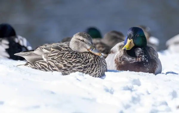 Mallard ördeği (Anas platyrhynchos), dişi ve erkek, güneşin altında karda yatar.
