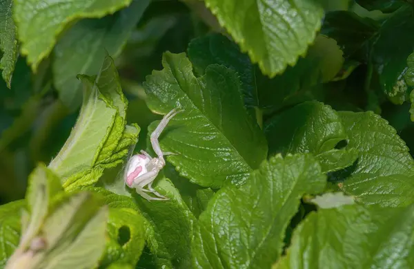 Yeşil yapraklı beyaz yengeç örümceği (Misumena vatia).
