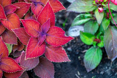 Kırmızı coleus bitkisinin yapraklarının yakın görüntüsü