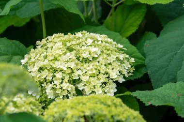 Yeşil yapraklarla çevrili bir ortancanın yakın görüntüsü