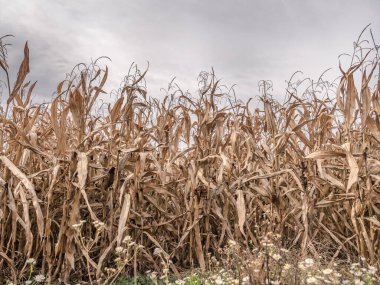 Olgun ve kuru mısır tarlası hasat için hazır.