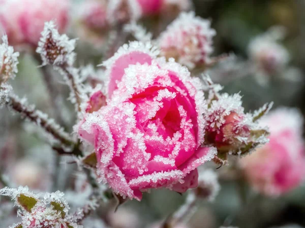 红玫瑰花蕾结霜 — 图库照片