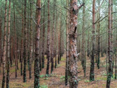 Rows of young spruce trees, Hel Peninsula, Poland