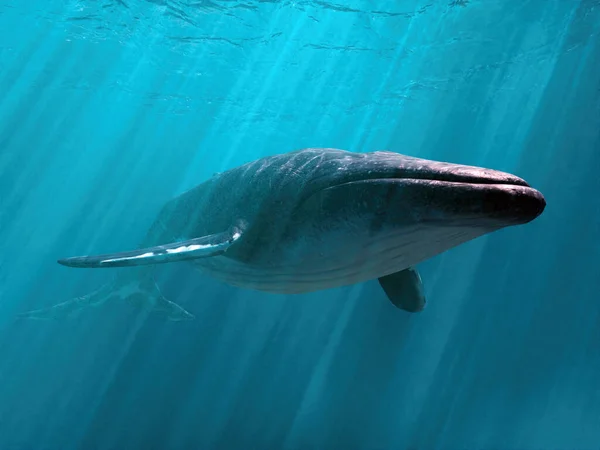Weergave Van Blue Whale Duiken Diep Onder Water Rechtenvrije Stockafbeeldingen