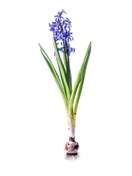 Studioaufnahme Einer Violetten Hyazinthe Blüte Mit Knolle Auf Weißem Hintergrund — Stockfoto