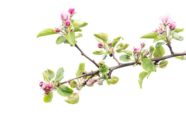 白地に蕾と花が咲くアップルの木の枝 — ストック写真