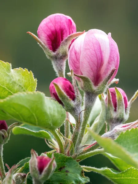 Closeup Beautiful Apple Tree Twig Bud — Stock Photo, Image