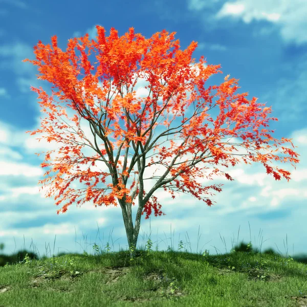 日本枫树在田间生长的3D渲染 — 图库照片