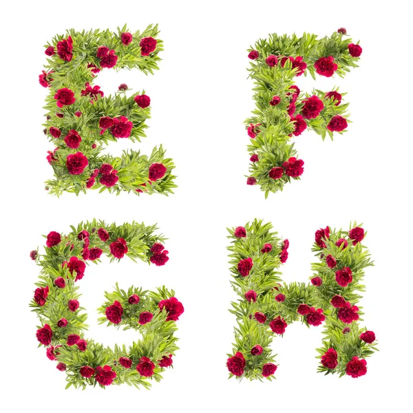 Ilustración Del Alfabeto Letras Mayúsculas Peony Flowers Letras —  Fotos de Stock