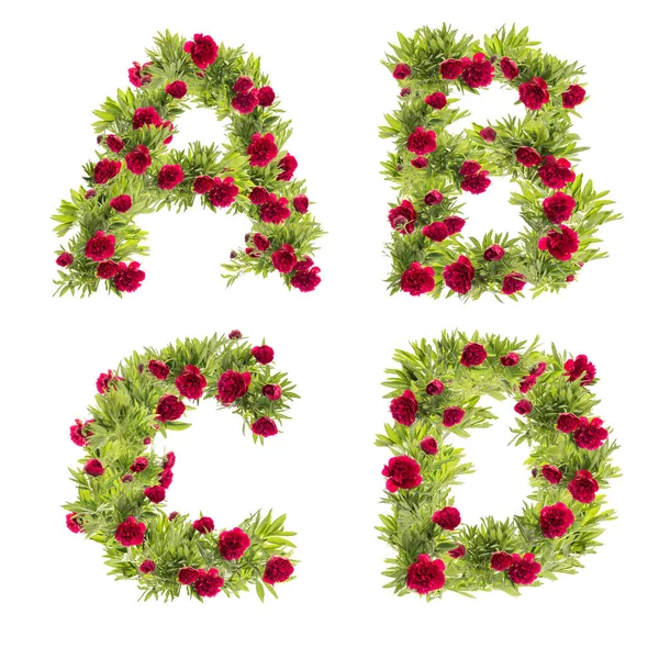 Illustration Peony Flowers Capital Letter Alphabet Letters — Stock Photo, Image