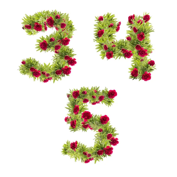 Ilustrație Florilor Bujor Alfabet Literă Capitală Cifre — Fotografie, imagine de stoc