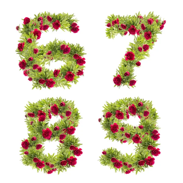 Illustration Von Pfingstrosenblüten Großbuchstaben Alphabet Ziffern — Stockfoto