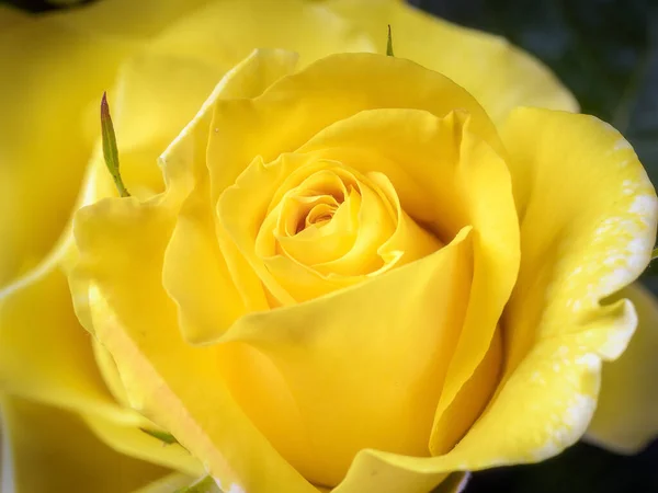 Primer Plano Hermosa Friesia Amarilla Rosa Flor — Foto de Stock