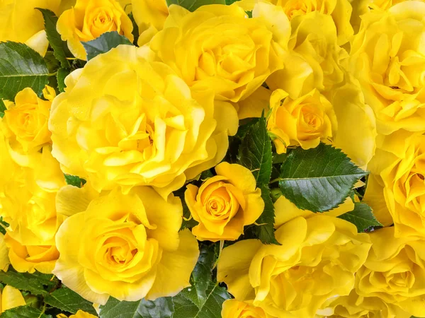 美丽的黄色弗里斯兰玫瑰从上而下的背景 — 图库照片