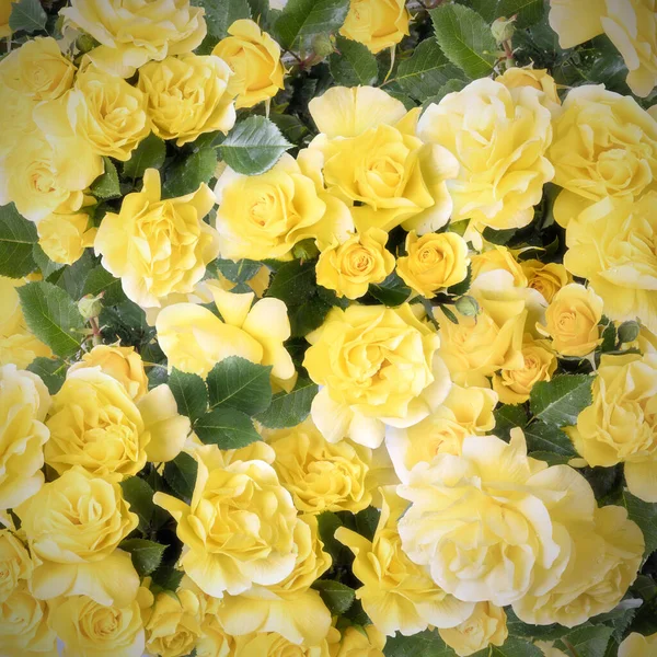美丽的黄色弗里斯兰玫瑰从上而下的背景 — 图库照片