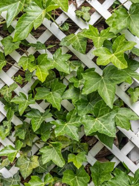 Beyaz pergola sarmaşık sarmaşığı ile kaplıdır.