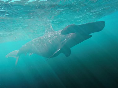 Çekiç başlı köpekbalığının suyun derinliklerine dalışının 3 boyutlu görüntüsü
