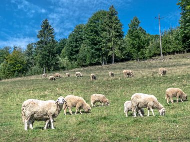 Dağ mera üzerinde otlatma koyun sürüsü