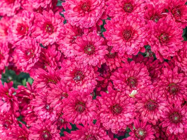 Yukarıdan çekilen mor kasımpatı çiçekleri çerçeveyi dolduruyor