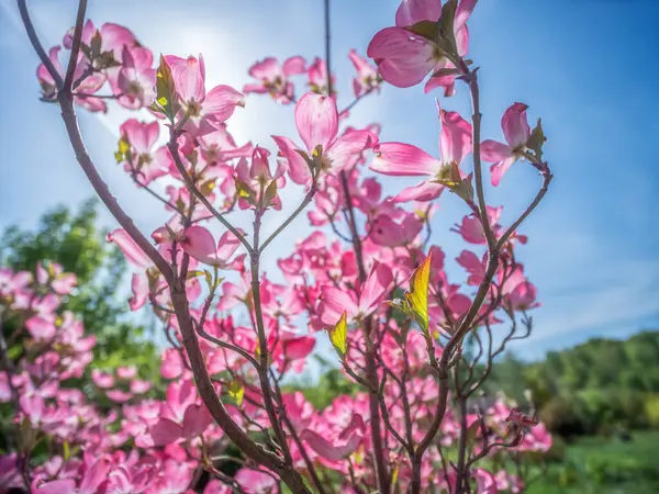 Blomstrende Dogwood Busk Med Lyserøde Blomster Blomst Sollys Stock-foto
