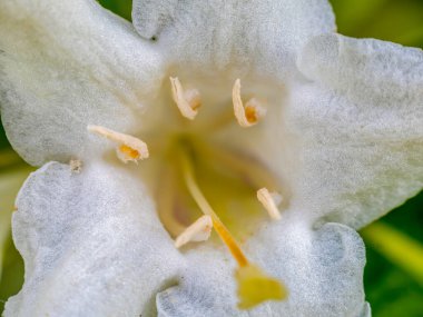Weigella sütü ve çiçek açan bal çiçeğinin yakın çekimi.