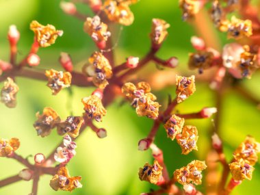 Cotinus coggygria ya da Royal Purple çalılarının yakından çekimi