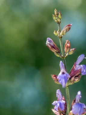 Çiçek açmış adaçayı çiçeklerinin yakın çekimi.