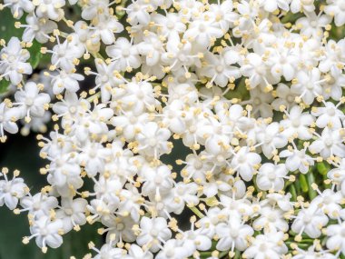 Çiçek açmış yaşlı çiçeklerin Macro çekimi