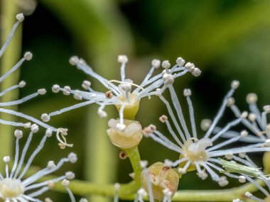 Çiçek açmış küçük ortanca çiçeklerinin makro çekimi.