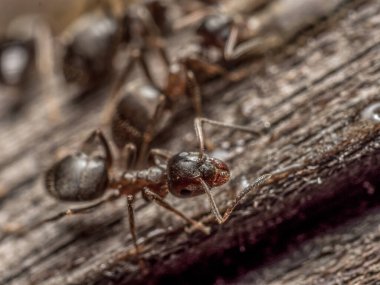 Kahverengi karınca kolonisinin yakın çekimi.