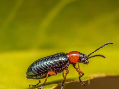 Yeşil yapraklı mısır gevreği yaprağı böceği.