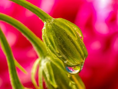 Haşhaş deniz başında oluşan sabah çiğ damlasının yakın çekimi