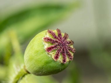 Haşhaş deniz başlığını geliştirmeye aşırı yakın çekim