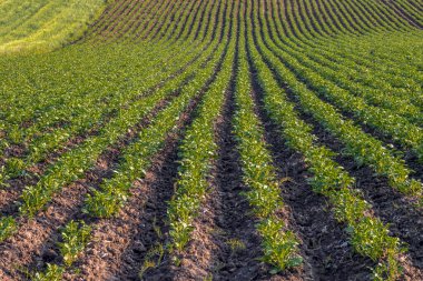Olgunlaşan patates tarlaları