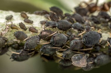 Bir yaprak bitleri kolonisi tarafından enfekte edilen bahçe bitkisinin yakınına.