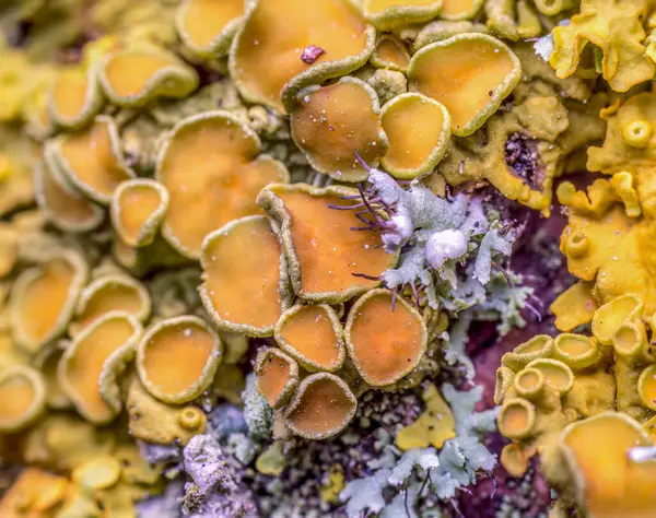 Ağaç gövdesinde yosun oluşumunun yakın çekimi