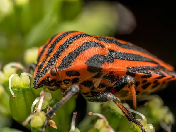 stock image Closeup shot of European Striped Shield Bug on a plant stem